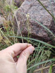 Mostacillastrum stenophyllum
