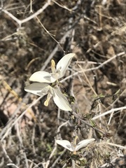 Carlowrightia arizonica