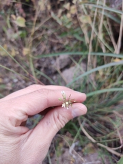 Mostacillastrum stenophyllum