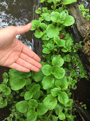 Erythranthe michiganensis