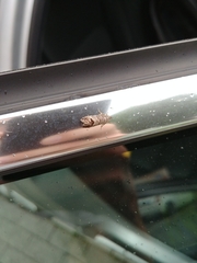 Notocelia uddmanniana