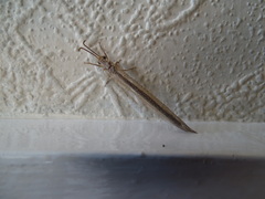 Macronemurus