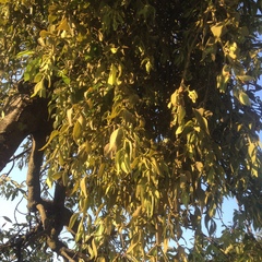 Phoradendron velutinum