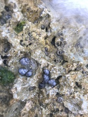 Echinolittorina placida