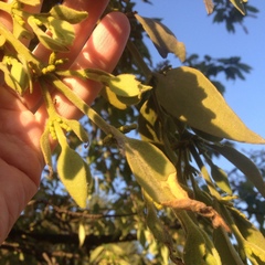 Phoradendron velutinum