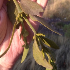 Phoradendron velutinum