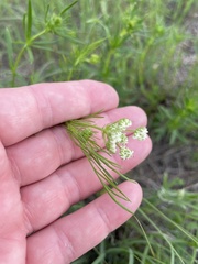 Bifora