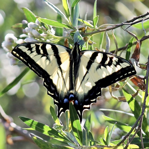 iNaturalist observation photo of Western Tiger Swallowtail