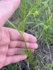 Bifora