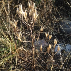 Tagetes foetidissima