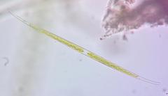 Closterium aciculare