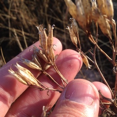 Tagetes foetidissima