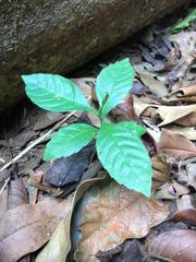 Davilla nitida