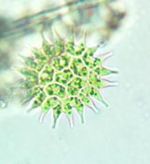 Pseudopediastrum boryanum longicorne