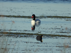 Cygnus melancoryphus