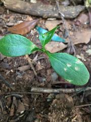 Sapium glandulosum