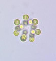 Radiococcaceae