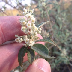 Buddleja parviflora