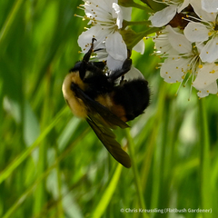 Bombus griseocollis