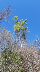 Thouinidium decandrum