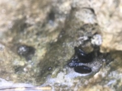 Echinolittorina placida