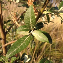 Salix paradoxa