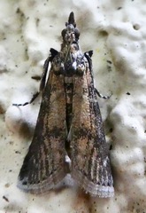 Lepidoptera
