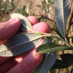 Salix paradoxa