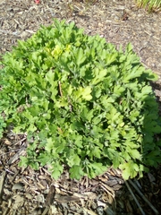 Chrysanthemum morifolium