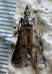 Lepidoptera