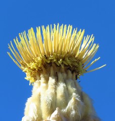 Wunderlichia mirabilis