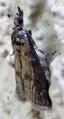 Lepidoptera