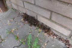 Oxalis corniculata repens