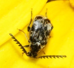 Bruchidius bimaculatus