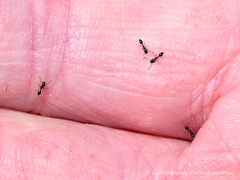 Monomorium minimum