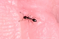 Monomorium minimum
