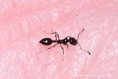 Monomorium minimum
