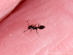 Monomorium minimum