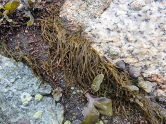 Melanosiphon intestinalis