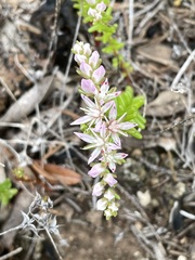 Sedum pulchellum