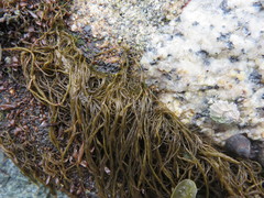 Melanosiphon intestinalis