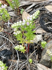 Sedum pulchellum