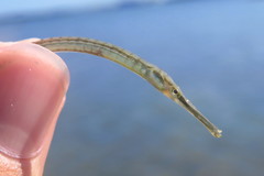 Syngnathus louisianae
