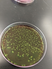 Escherichia coli