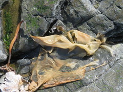 Pleurophycus gardneri
