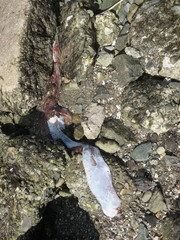 Enteroctopus dofleini