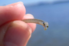 Syngnathus louisianae