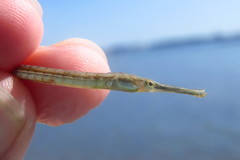 Syngnathus louisianae