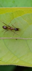 Camponotus carin