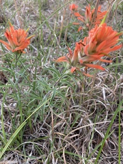 Castilleja lindheimeri